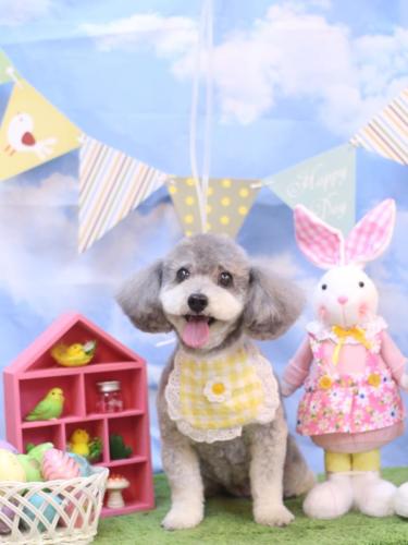 20240303チップちゃん